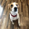 adoptable Dog in Fargo, ND named Crockett