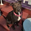 adoptable Dog in , ND named Tawnie