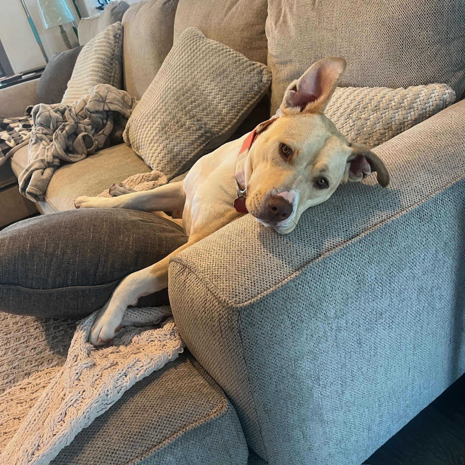 adoptable Dog in Fargo, ND named Katya