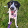 adoptable Dog in , ND named Enola Holmes