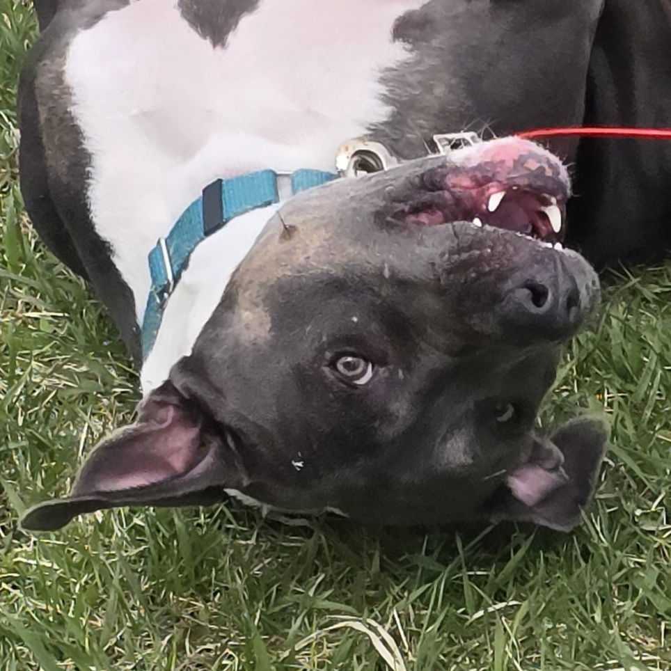 adoptable Dog in Fargo, ND named Gayle