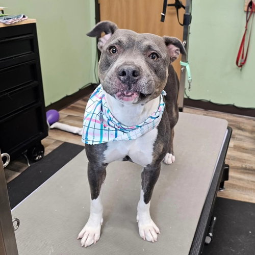 GAYLE - Pit Bull Terrier available for adoption