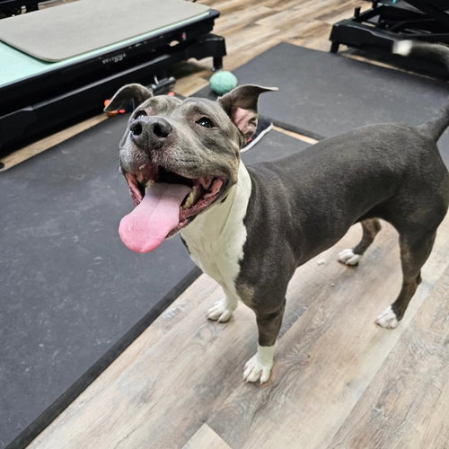 GAYLE - Pit Bull Terrier available for adoption