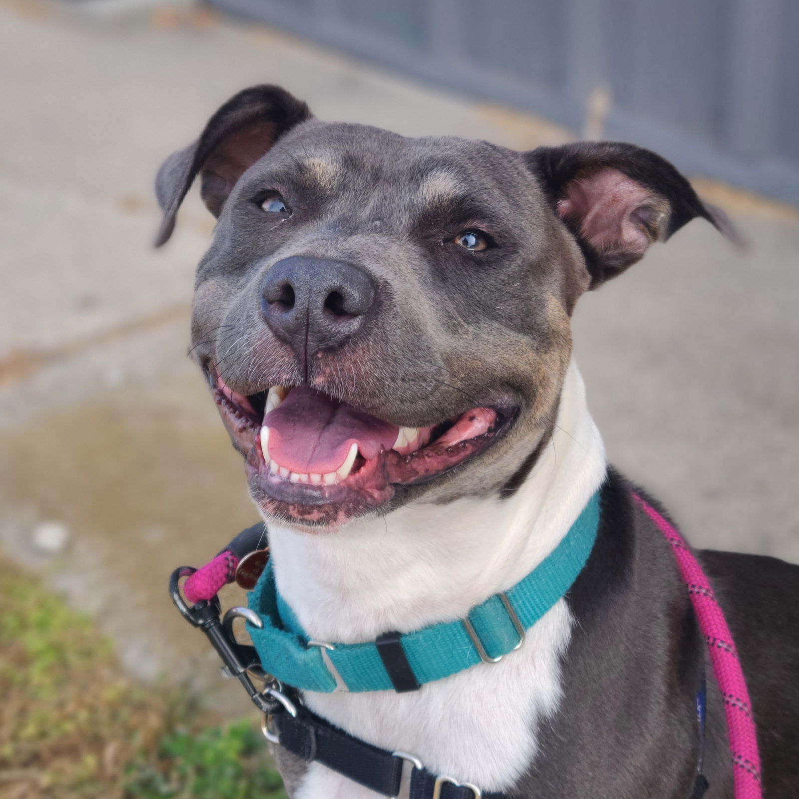 adoptable Dog in Fargo, ND named Gayle