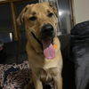 adoptable Dog in , ND named Giacomo