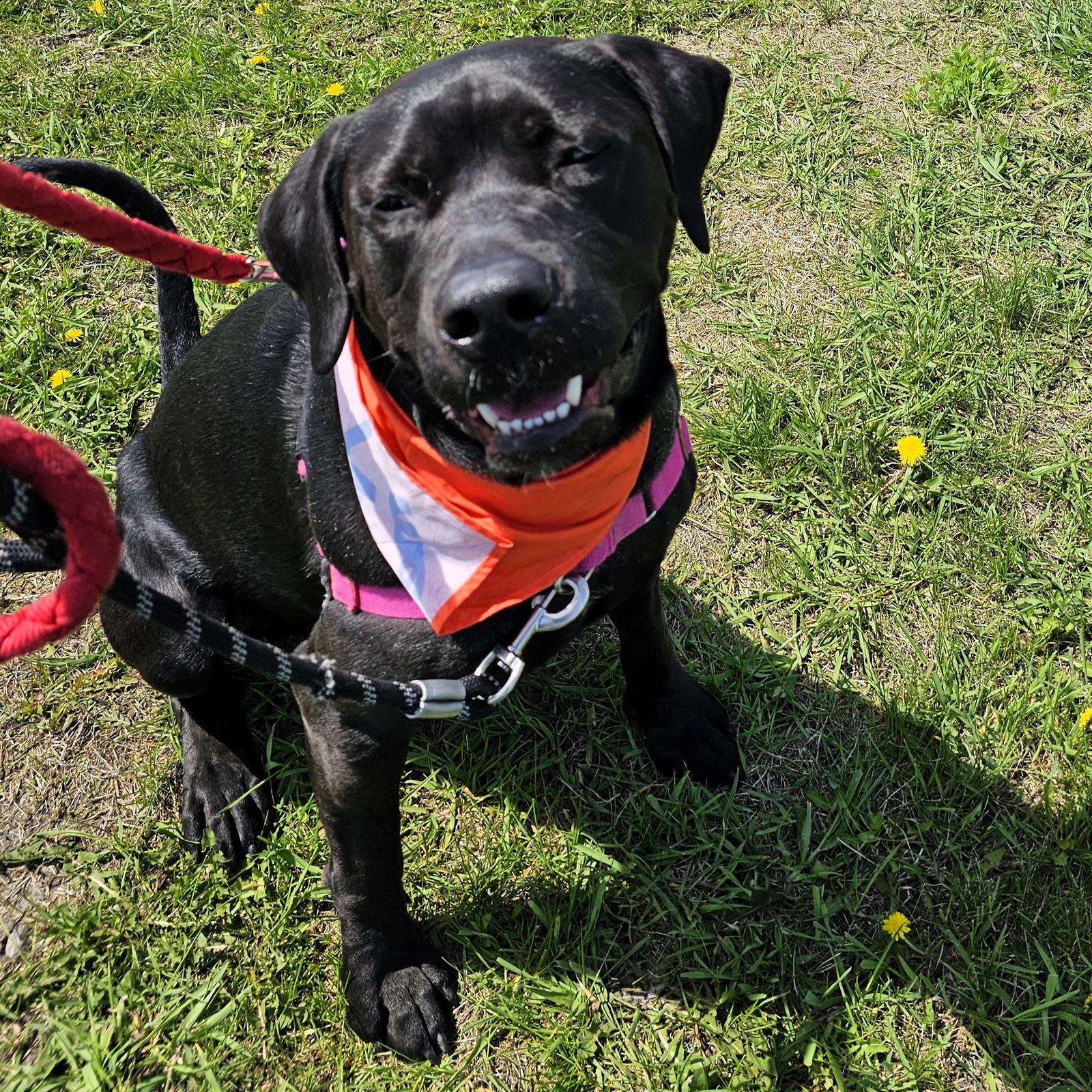 adoptable Dog in Fargo, ND named Figaro