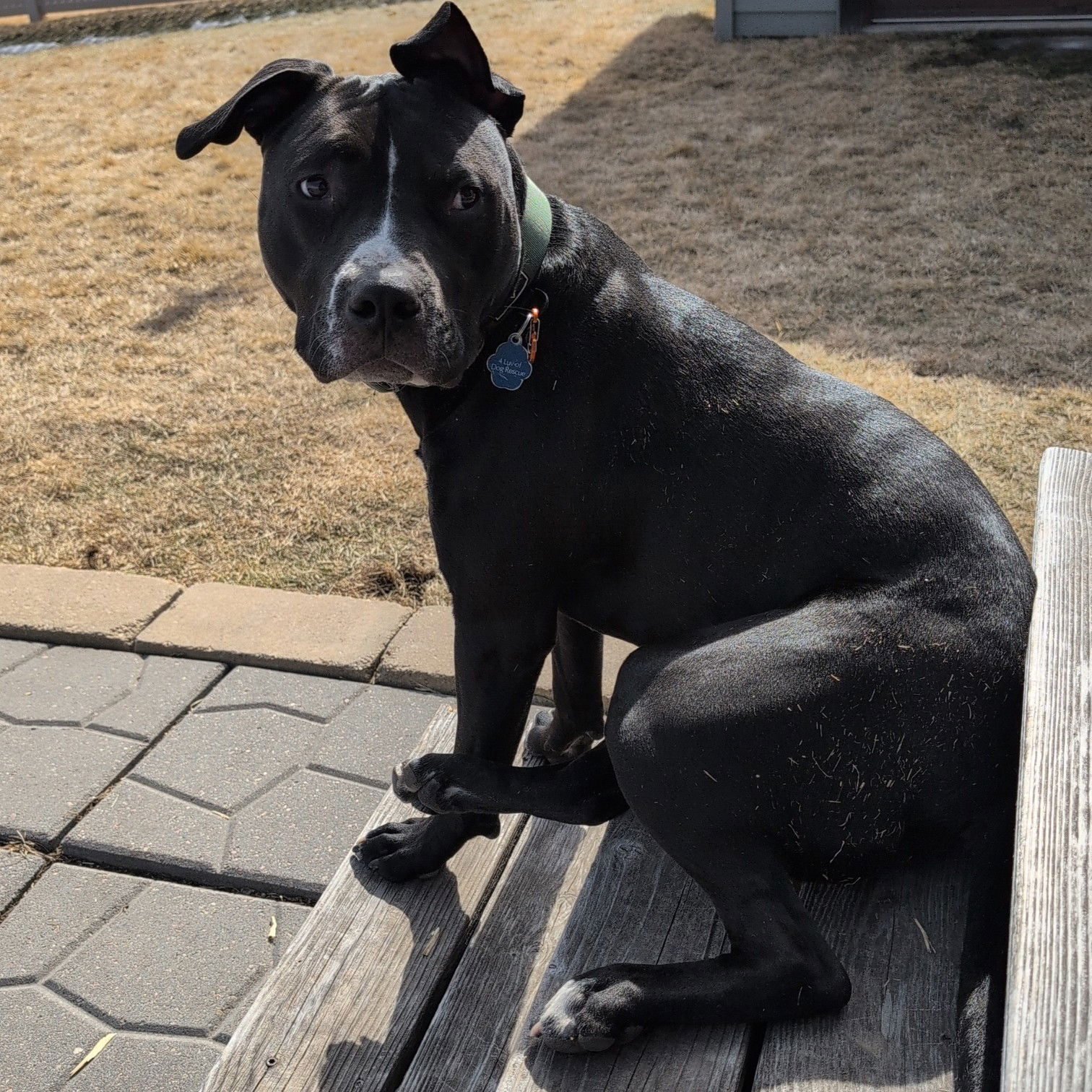 adoptable Dog in Fargo, ND named Mayor McCheese