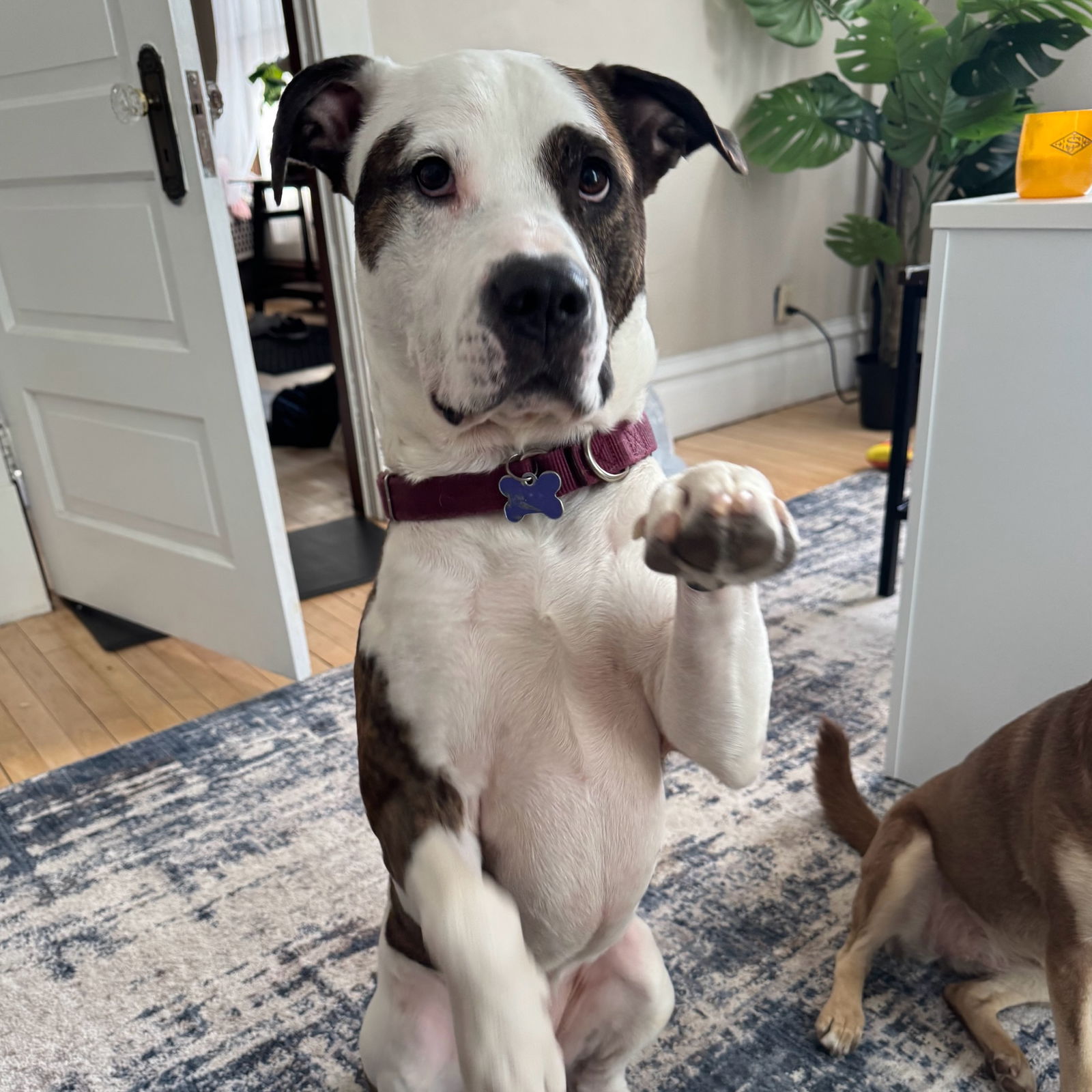 adoptable Dog in Fargo, ND named Possum