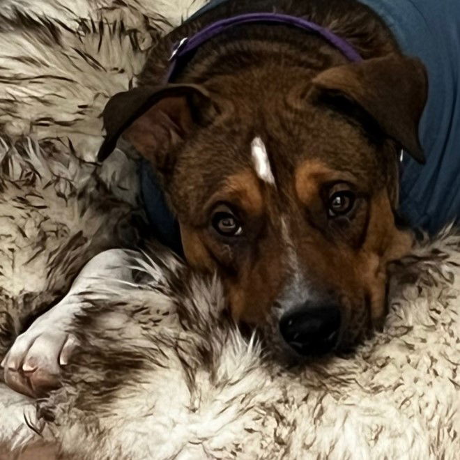 adoptable Dog in Fargo, ND named Fajita