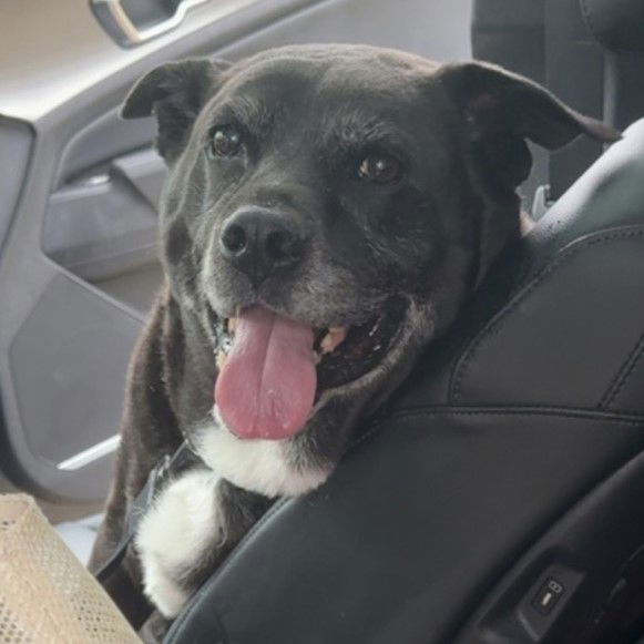 adoptable Dog in Fargo, ND named Ambrose