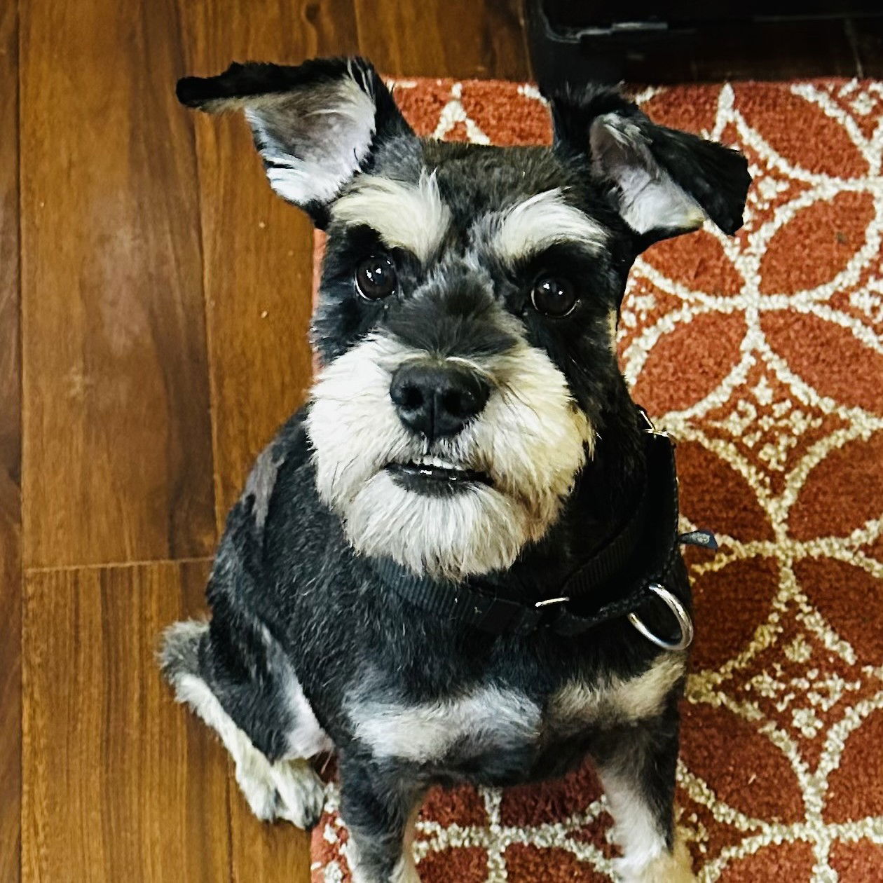 adoptable Dog in Fargo, ND named Ubiquiti