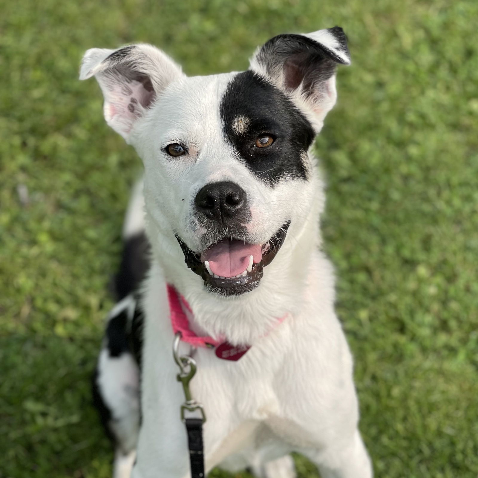 adoptable Dog in Fargo, ND named Padme