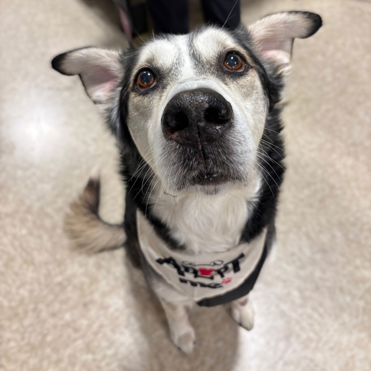 adoptable Dog in Fargo, ND named Forty