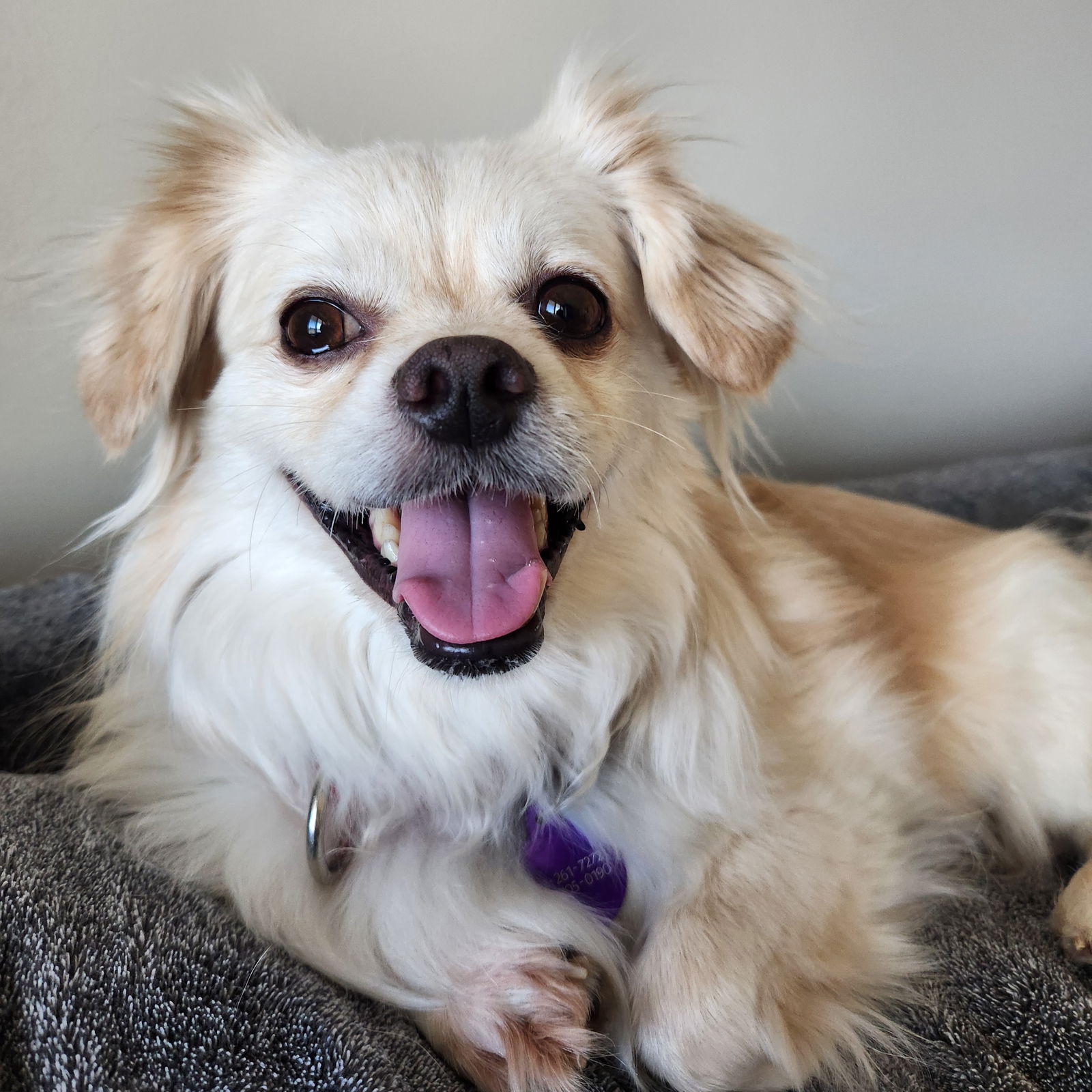 adoptable Dog in Fargo, ND named Sir Reginold Woffington