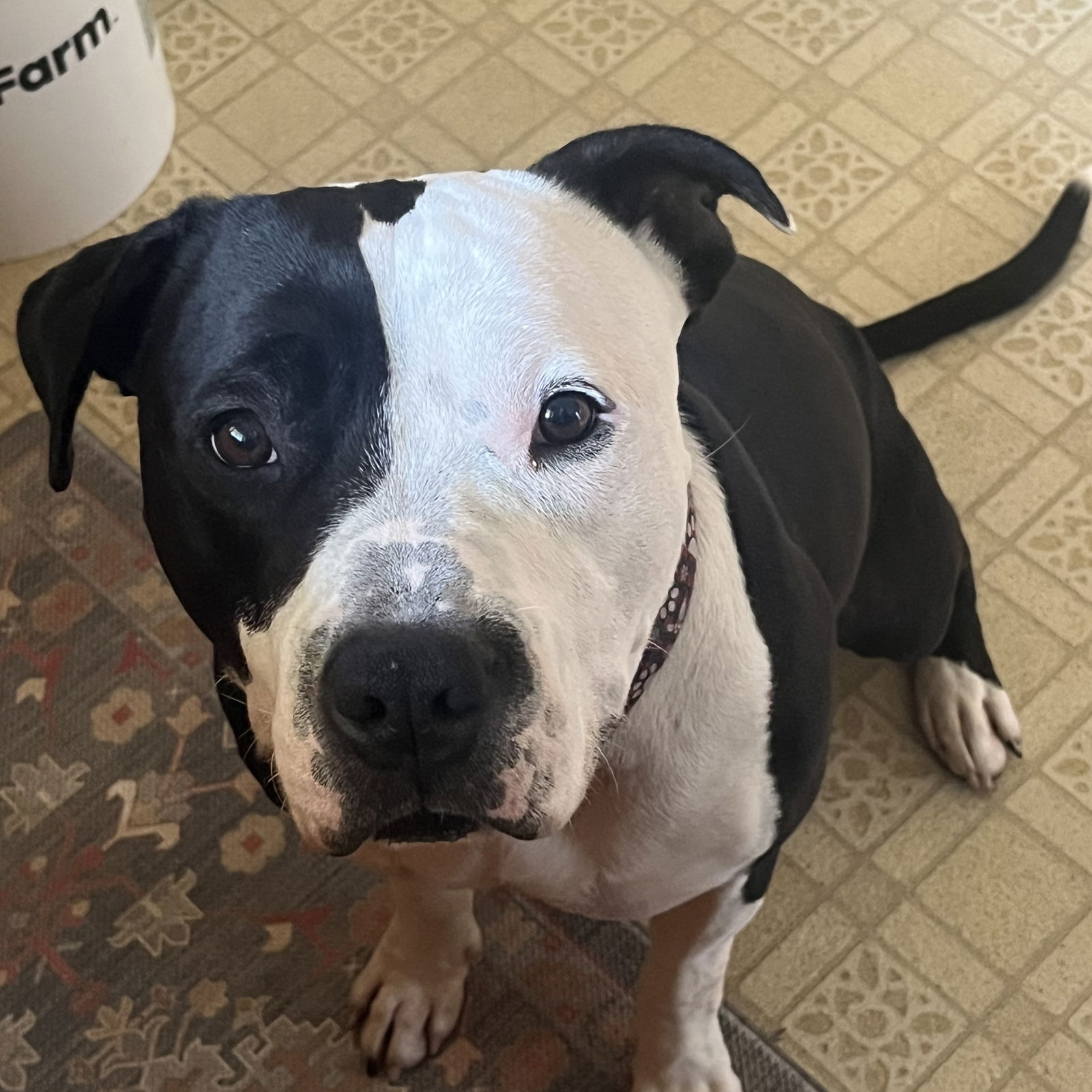 adoptable Dog in Fargo, ND named Valais