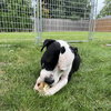 Valais - Photo 19