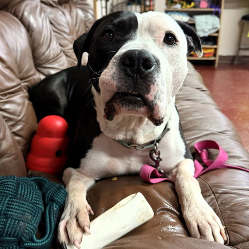 VALAIS - Pit Bull Terrier available for adoption