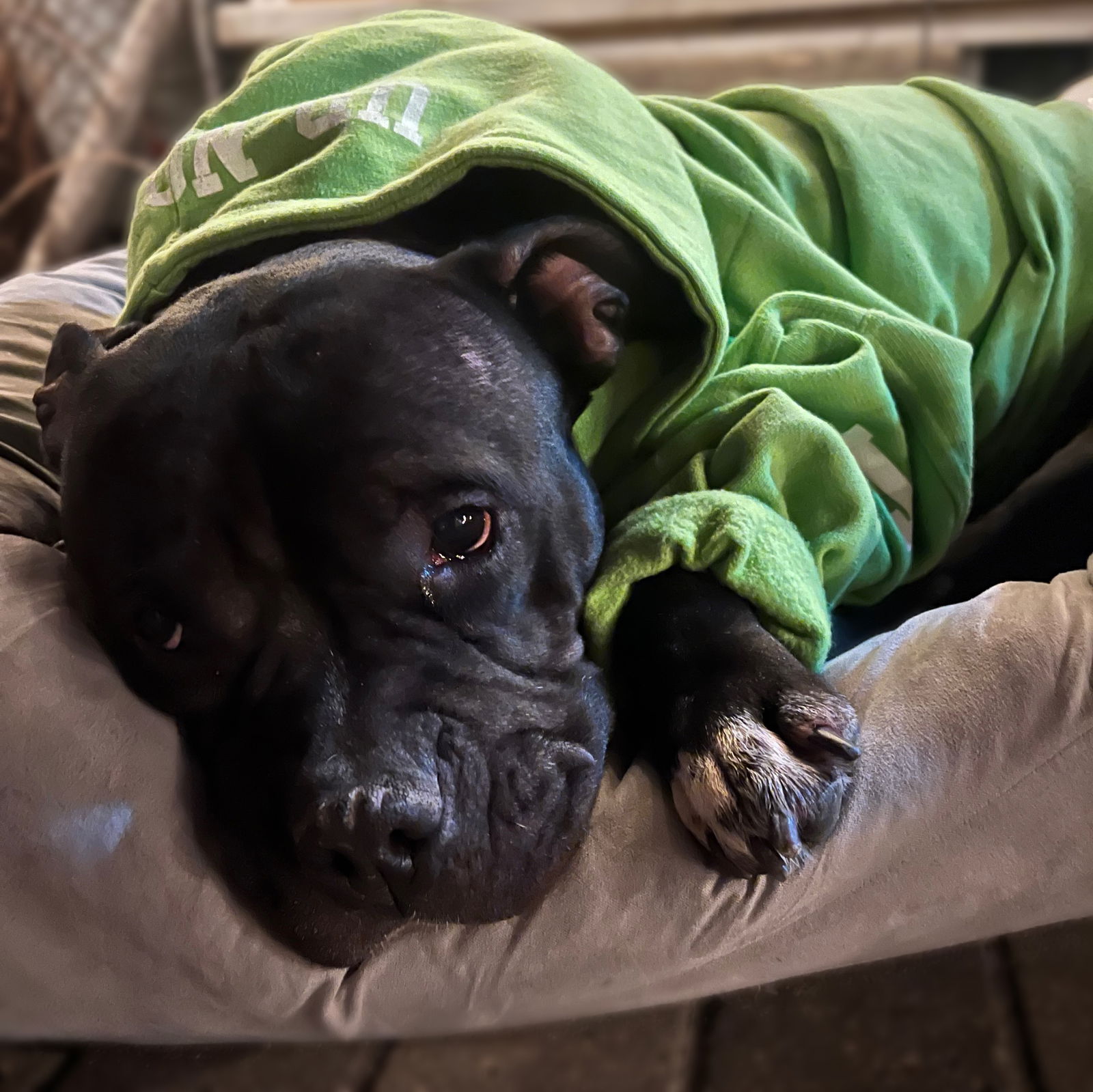 adoptable Dog in Fargo, ND named Campbell