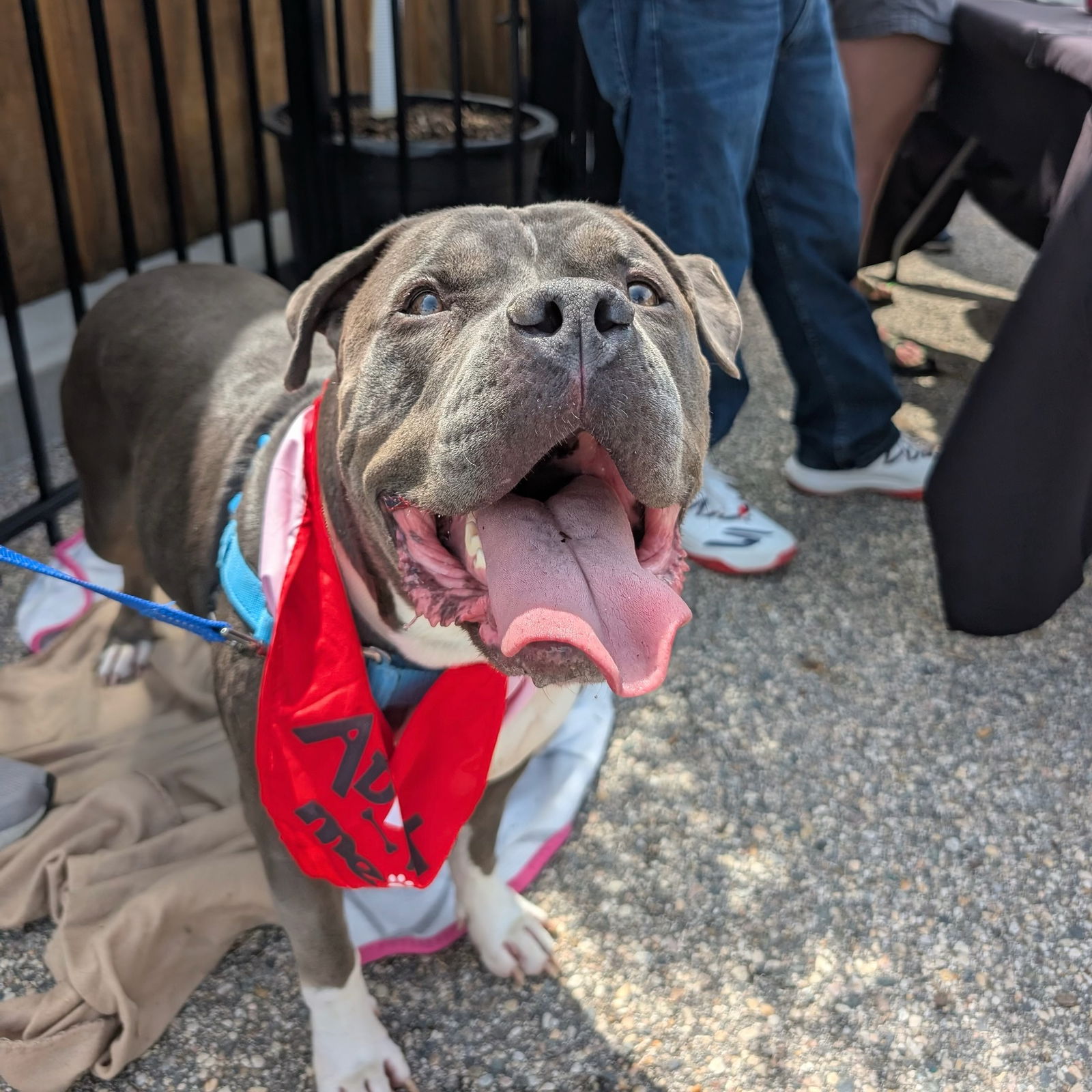 adoptable Dog in Fargo, ND named Bongo