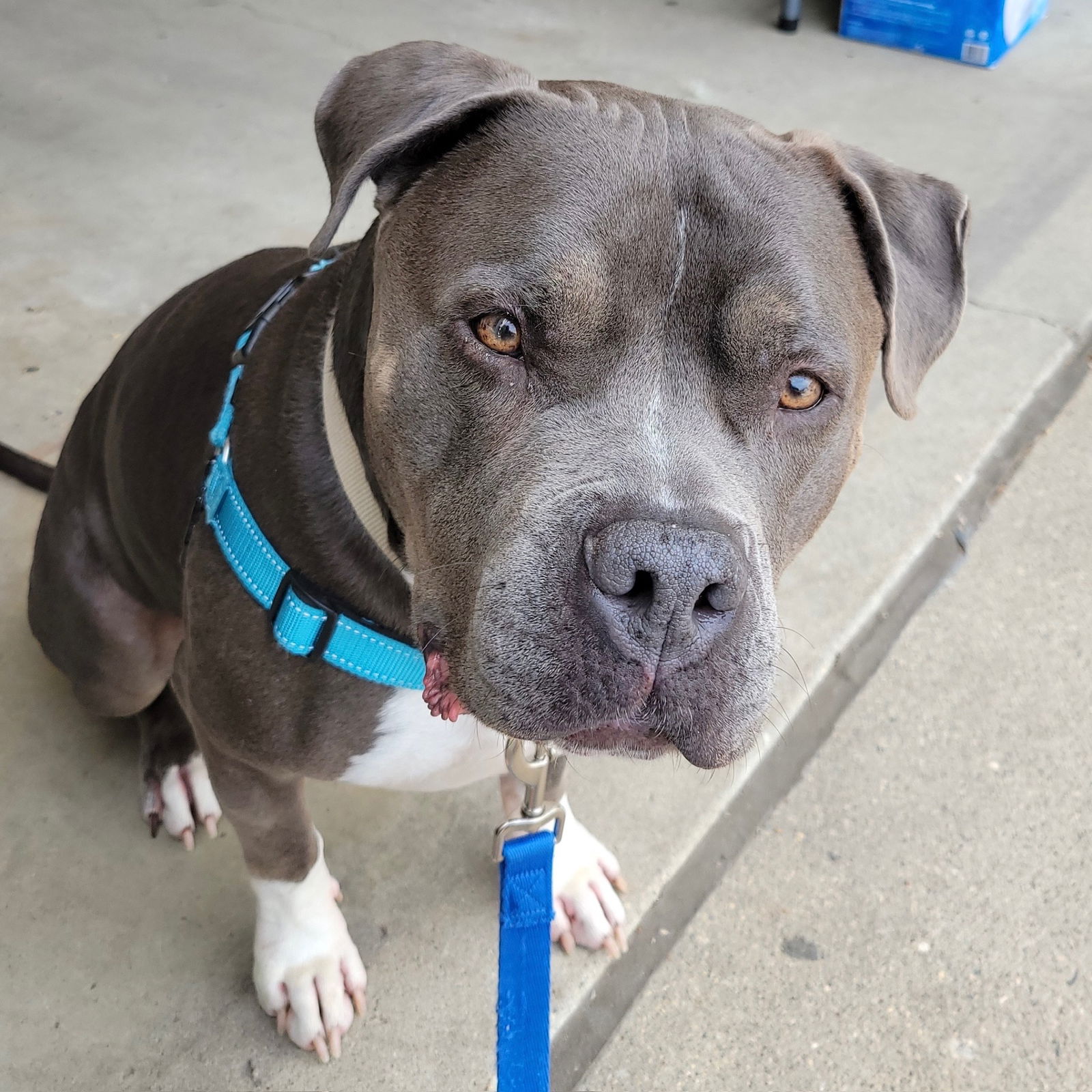 adoptable Dog in Fargo, ND named Bongo