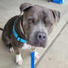 adoptable Dog in  named Bongo