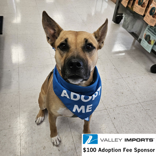 EARTHA - Shepherd / Pit Bull Terrier available for adoption
