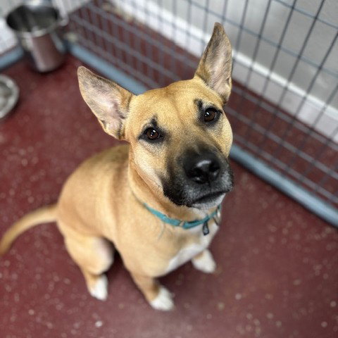 EARTHA - Shepherd / Pit Bull Terrier available for adoption