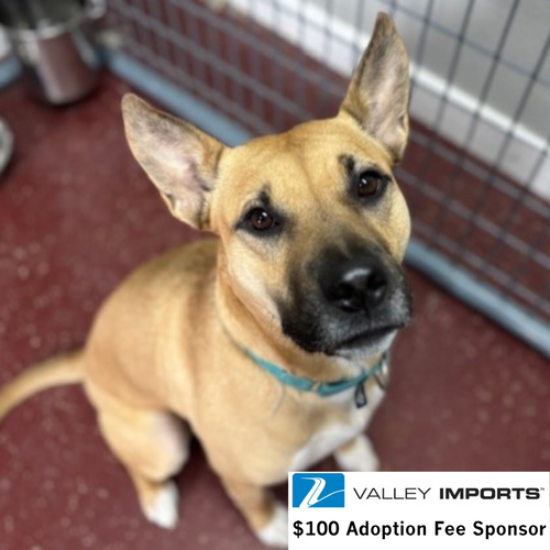 Eartha, an adoptable Shepherd in Fargo, ND