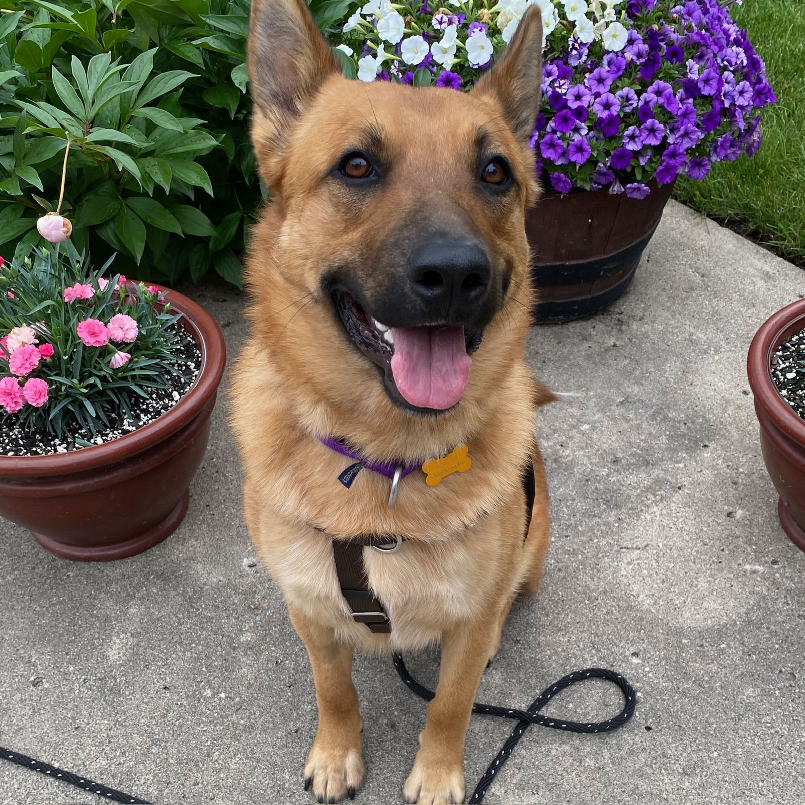 adoptable Dog in Fargo, ND named Ventura