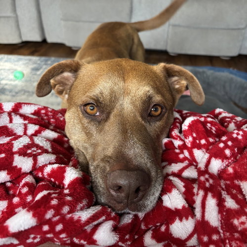 BREAD - Pit Bull Terrier / Labrador Retriever for adoption in Fargo