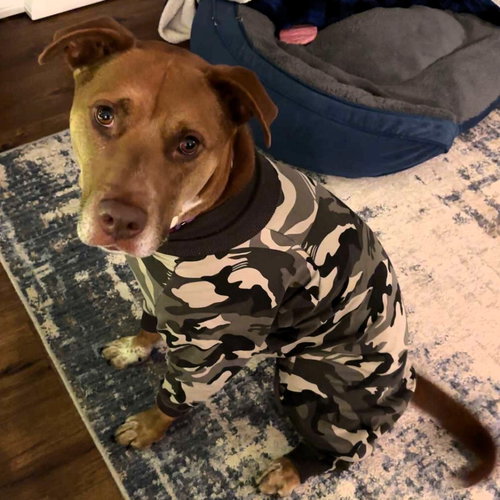 BREAD - Pit Bull Terrier / Labrador Retriever available for adoption