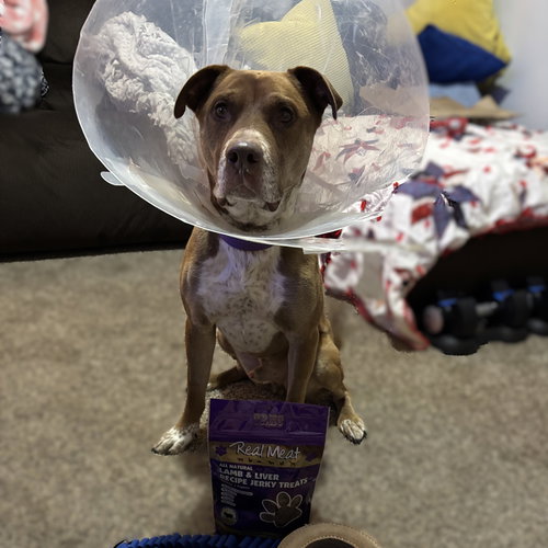 BREAD - Pit Bull Terrier / Labrador Retriever available for adoption