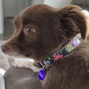 Bruno Barks