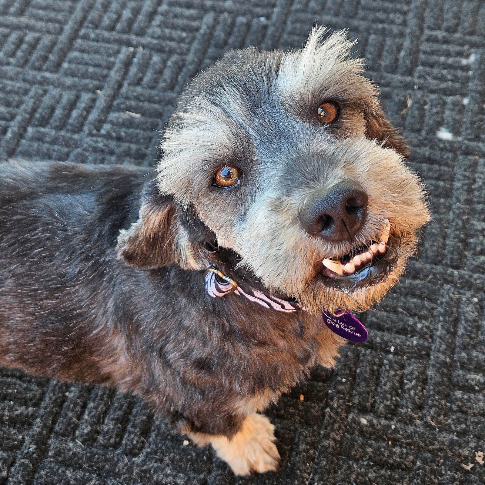 adoptable Dog in Fargo, ND named Tucci