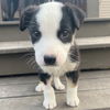 Tuppence