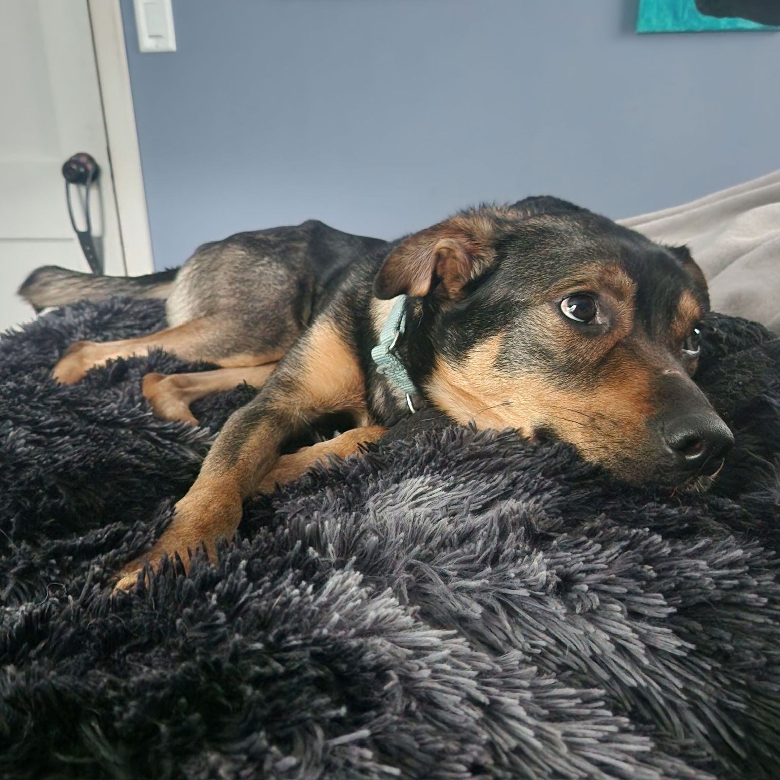 adoptable Dog in Fargo, ND named Go Kart