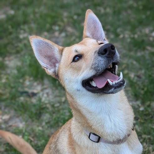 adoptable Dog in Fargo, ND named McClover