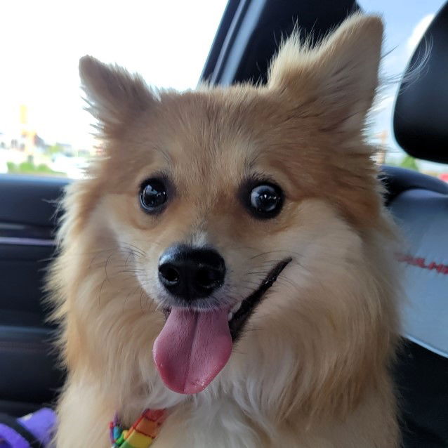 adoptable Dog in Fargo, ND named Scotcheroo