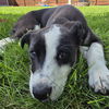 adoptable Dog in  named Pacific