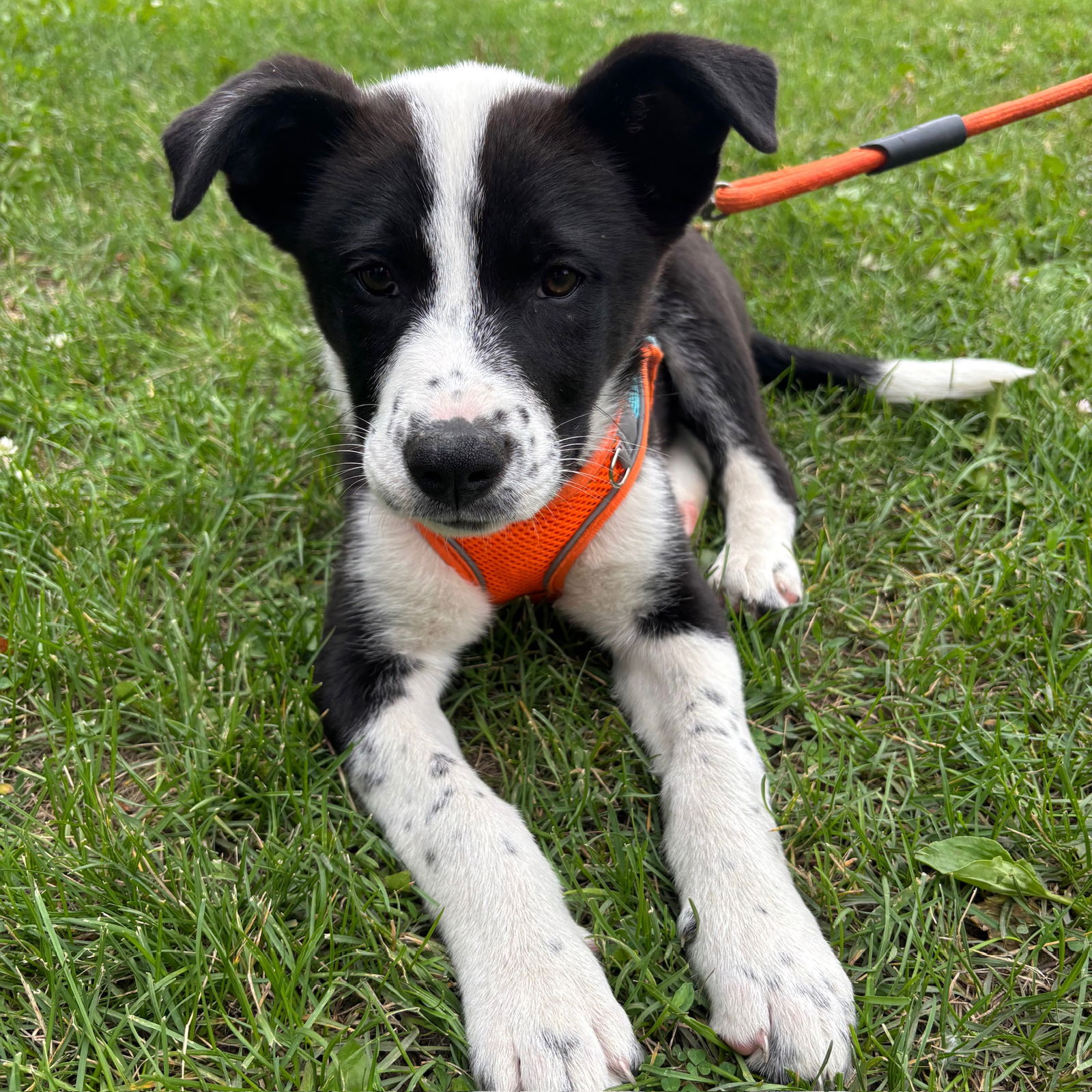 adoptable Dog in Fargo, ND named Atlantic