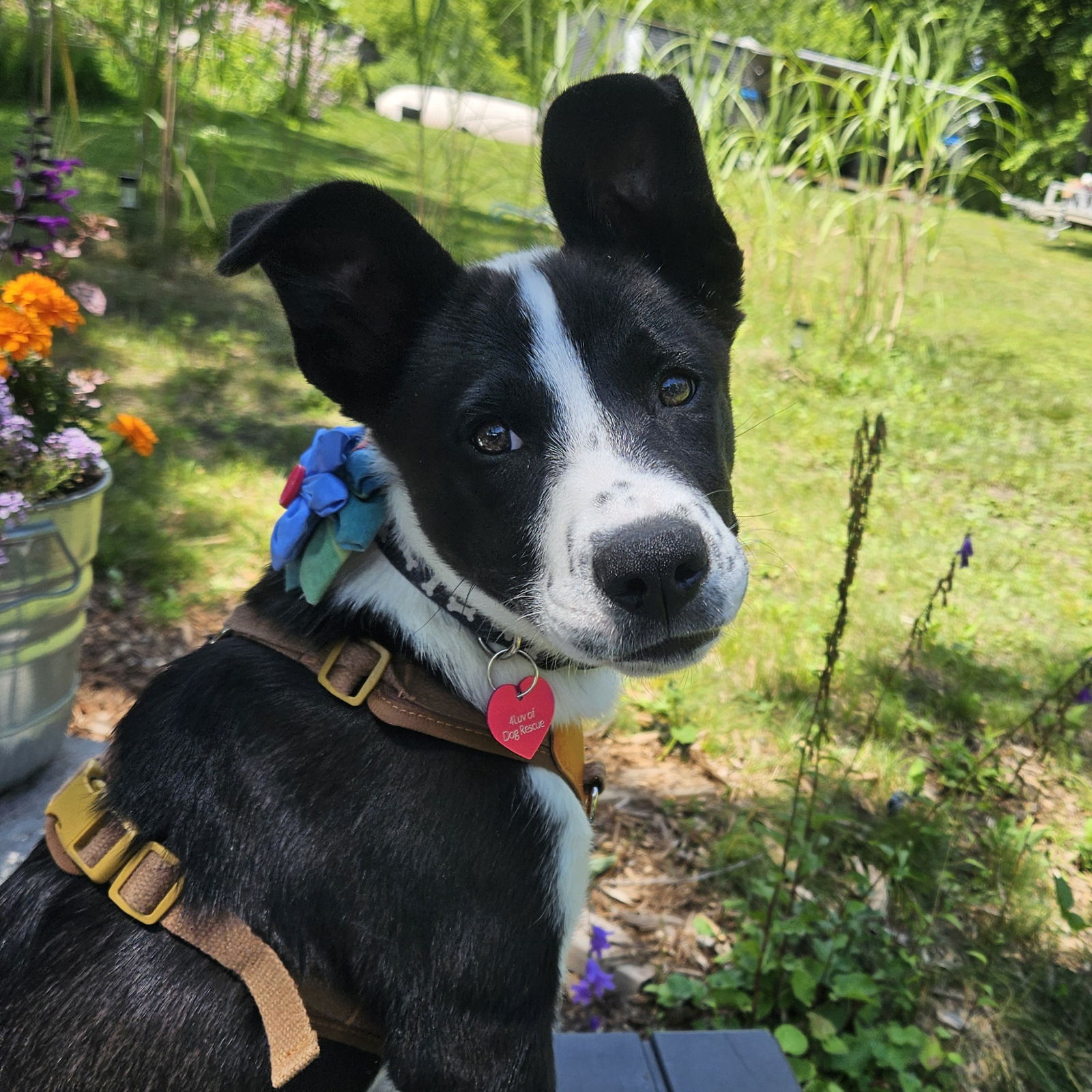 adoptable Dog in Fargo, ND named Atlantic