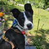 adoptable Dog in , ND named Atlantic