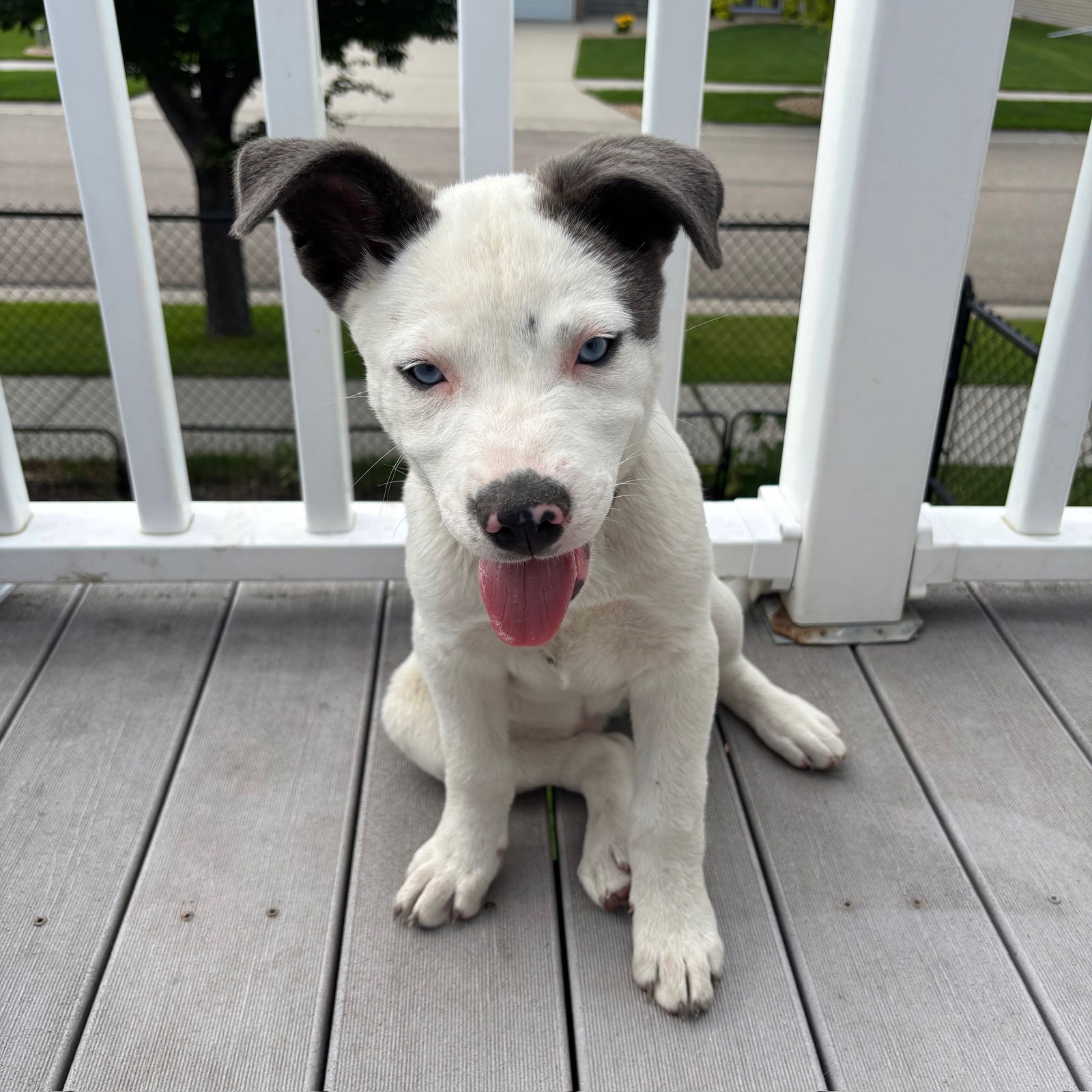 adoptable Dog in Fargo, ND named Arctic