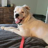 adoptable Dog in , ND named Falcor
