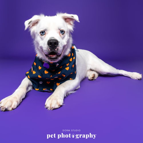 FALCOR - Great Pyrenees available for adoption