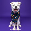 Falcor - Photo 4