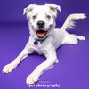 Falcor - Photo 5