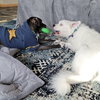 Falcor - Photo 6