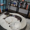 Falcor - Photo 5