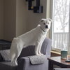 Falcor - Photo 2
